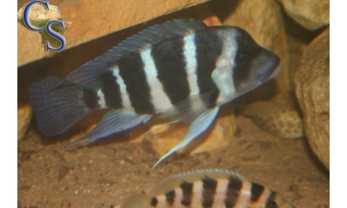 Cyphotilapia Frontosa Blue Zaire Moba